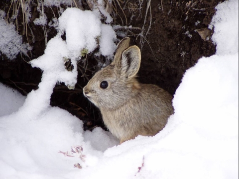 small rabbit in snow