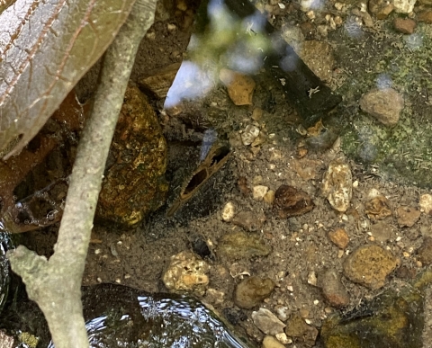 Stream bed with sand and pebbles and the siphon of a mussels sticking out of the substrate.