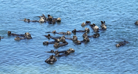 A group of sea otters floating close together in the water