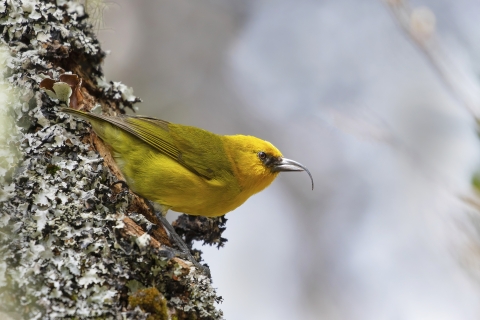 A Hawaiian honey creeper, 'akiapōlā'au, sitting on trunk of tree at Hakalau Forest National Wildlife Refuge.