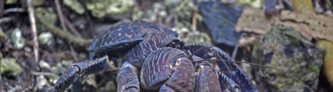 Coconut crab in limestone forest