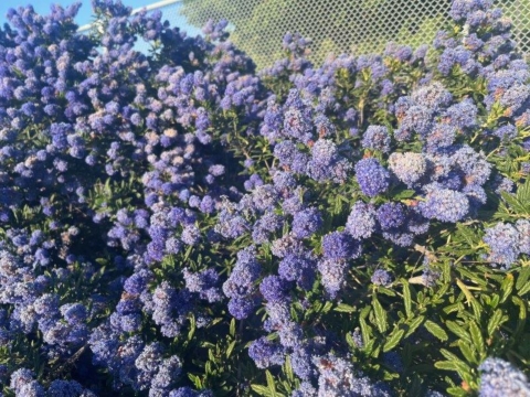 a large mound of bluish-purple flowers cascade off a bush