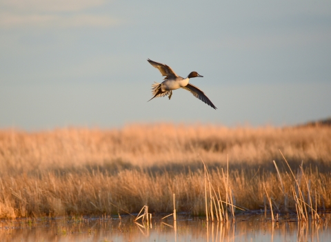 Northern pintail in flight above a wetland