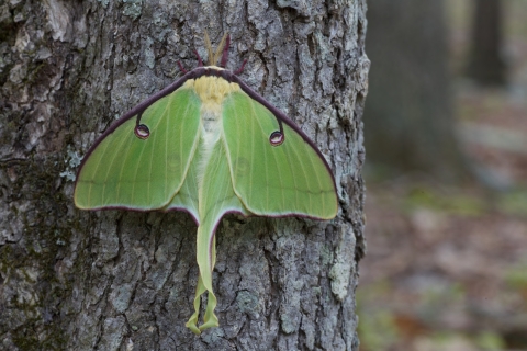 Luna moth on a tree