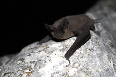 Mexican free-tailed bat