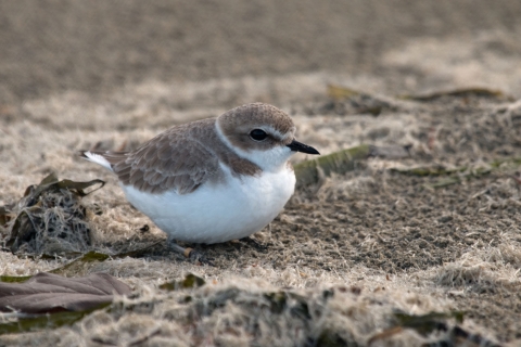 Snowy Plover