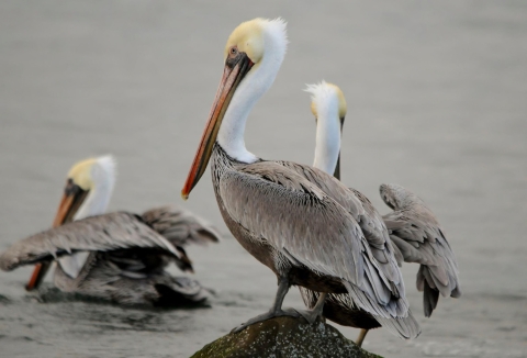 Brown pelicans in California