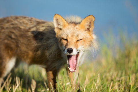 A red fox yawning