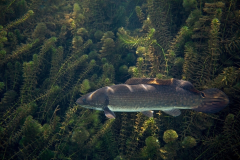 Male bowfin hides in vegetation