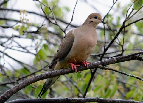 Mourning dove perched in a tree