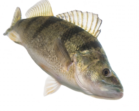 Yellow perch