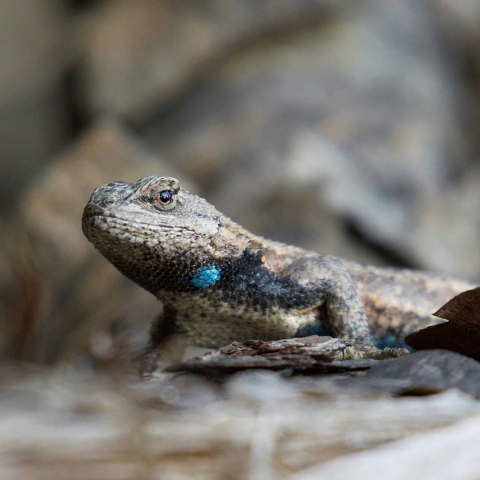 Fence lizard