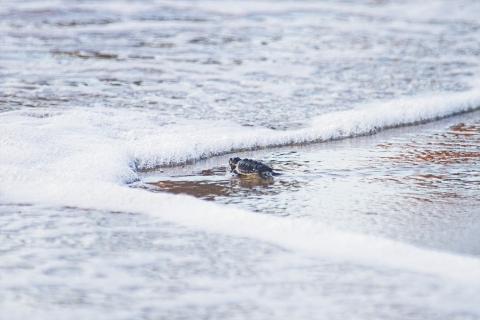 hatchling release at South Padre Island. Endangered and/or Threatened species
