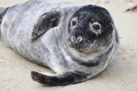 Gray seal on the beach