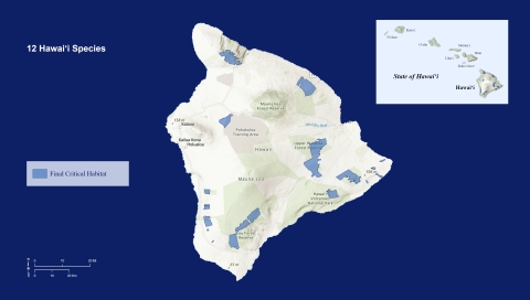 A map of Hawaiʻi Island showing the designated critical habitat for 12 species. Final critical habitat is outlined in blue.