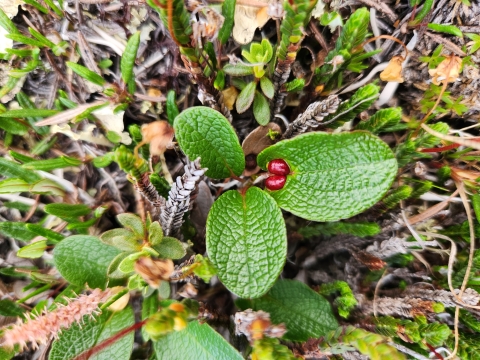 three nickel-sized green leaves