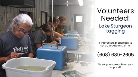 Four people tagging fish in a building.