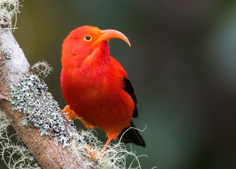 An ‘i‘iwi perched on branch with lichen and moss. 