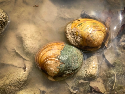 Texas pimpleback mussel in shallow water