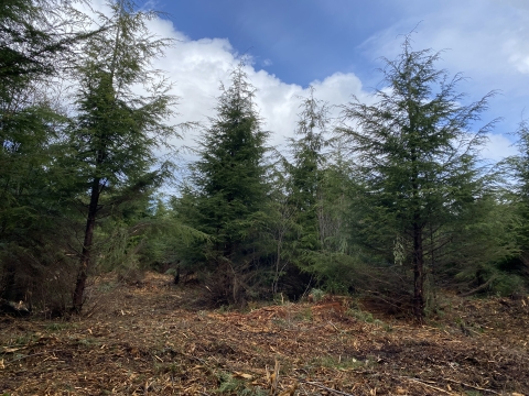 A forest of young evergreen trees with space between them.