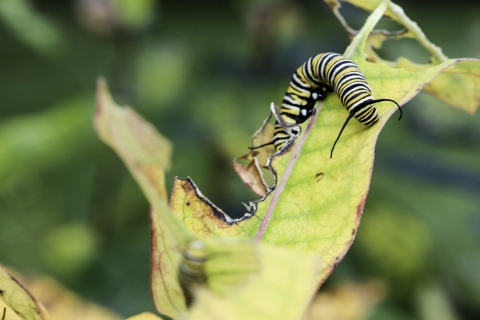 Lone caterpillar on a leaf
