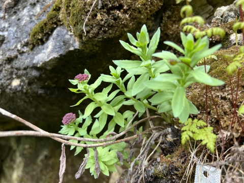A pink flower with bright green leaves grows out of a rock