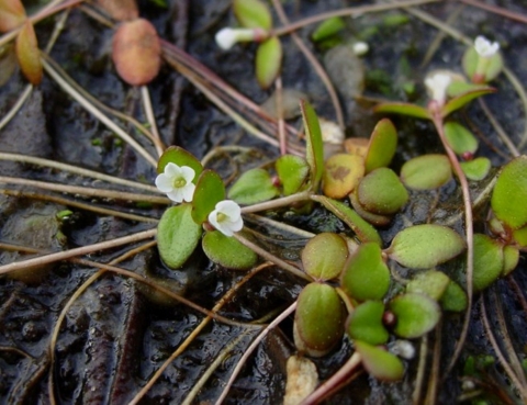 A white-flowering plant.