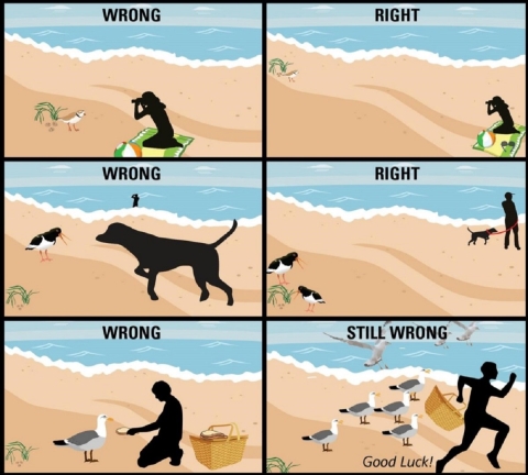 graphic of people and animals with birds