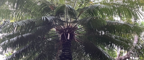 A fadang's crown is in middle of the picture. The leaves of the crown are green and healthy looking. The background is a native limestone forest found on the Guam National Wildlife Refuge.