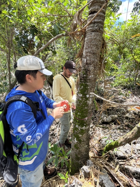Two kupu members are collecting data on a fadang. One member is putting away the D.B.H. tape, while the other member is putting a tree tag around the tree.