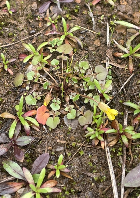 Light green, lobed leaves grow in a basal rosette. Two slightly blooming yellow flowers erupt from the plant’s center.