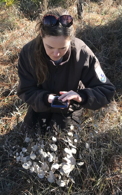 April Punsalan, a Service botanist, examines a rare hairy rattleweed plant.