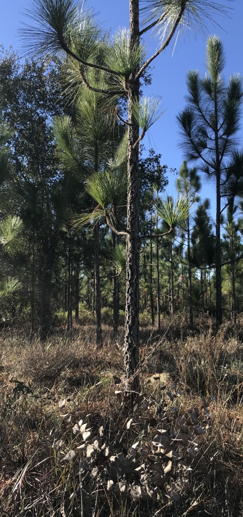 Hairy rattleweed in a forest.