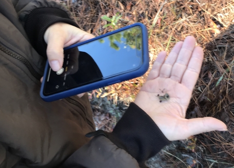 April Punsalan, a Service botanist, examines hairy rattleweed seeds.
