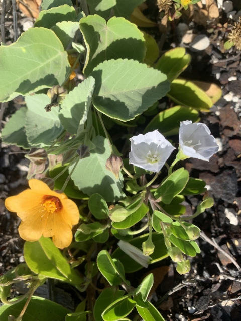 Ilima flower and pauohiiaka flower intertwined