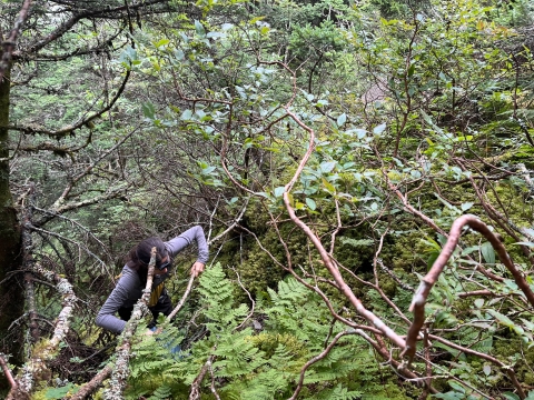 Woman climbing through underbrush