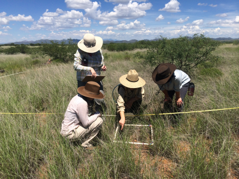 Image of 4 researchers gathered around a section of grass for a vegetation survey