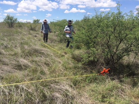 Image of 2 researchers setting up a vegetation plot in a grassy area with few shrubs
