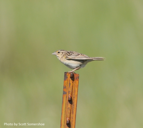 Image of a sparrow perched on a rusty metal post