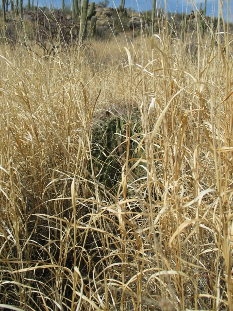 Image of a young saguaro surrounded by buffelgrass