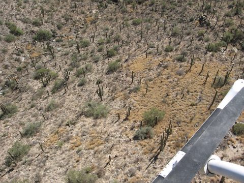 Image of patches of buffelgrass