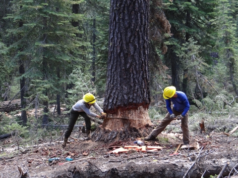 Image of Two cross-cut saw crew members use a crosscut saw to cut a large red fir tree