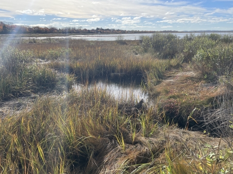 Image of a salt marsh on after runnel restoration on the refuge