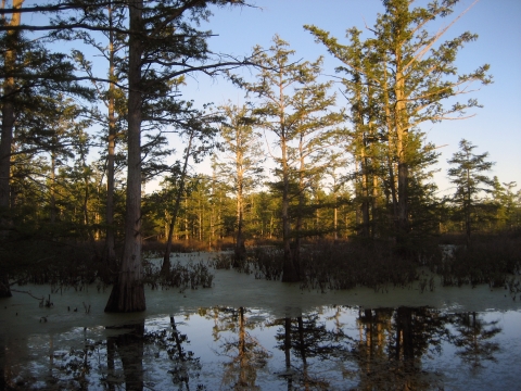 Trees growing out of wetland lit up with sun with blue sky in background