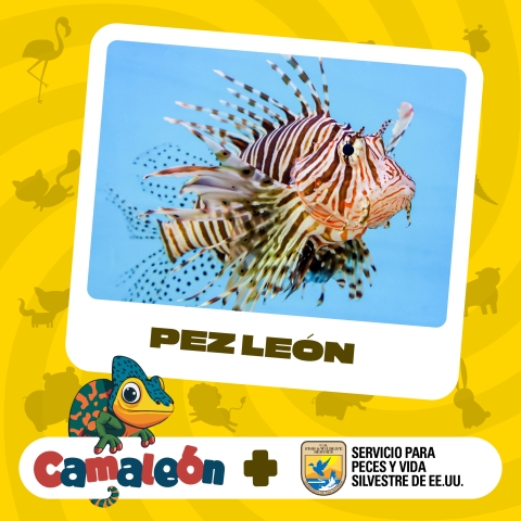 Artwork of lionfish with words “Pez León/ Camaleón + Servicio para Peces y Vida Silvestre de EE.UU