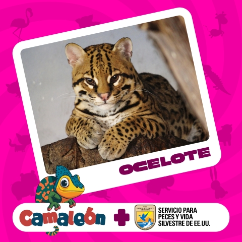 Artwork of ocelot with words “Ocelote/ Camaleón + Servicio para Peces y Vida Silvestre de EE.UU