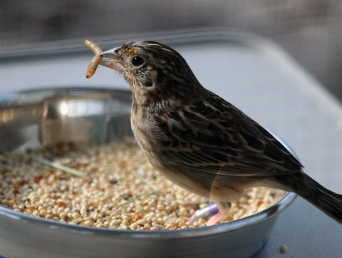A Florida grasshopper sparrow is shown close up in its aviary with a mealworm in its mouth. Welaka began rearing federally endangered Florida grasshopper sparrows in 2019. 