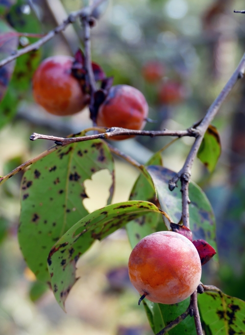 Wild persimmons ripen on a branch overhanging a river, where it will provide a snack for a passing Suwannee alligator snapping turtle.
