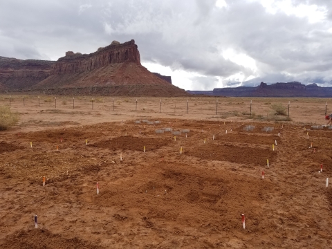 Image of a dry field with square treatment plots and a large geologic formation visible in the background