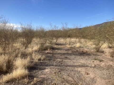 Image of mesquite trees on a patch of land at the ranch